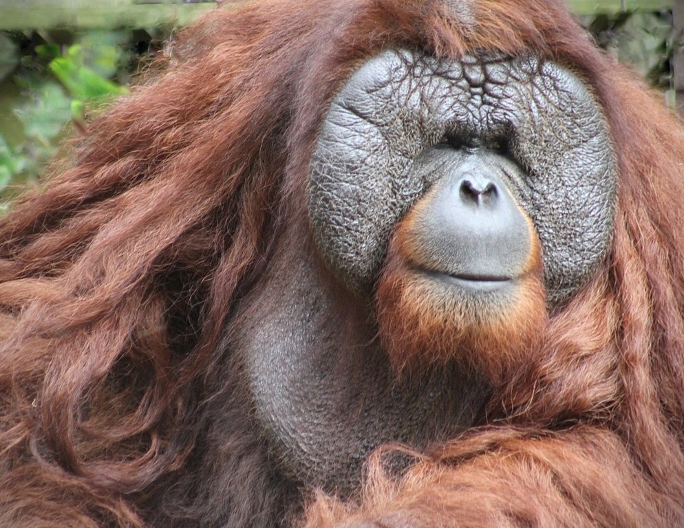 Raising Large Sums for an Animal Sanctuary