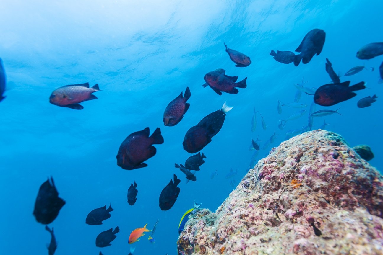 Waitt Foundation Commits $150 Million to Protect 1 Million Square Miles of Ocean (Grants Roundup)