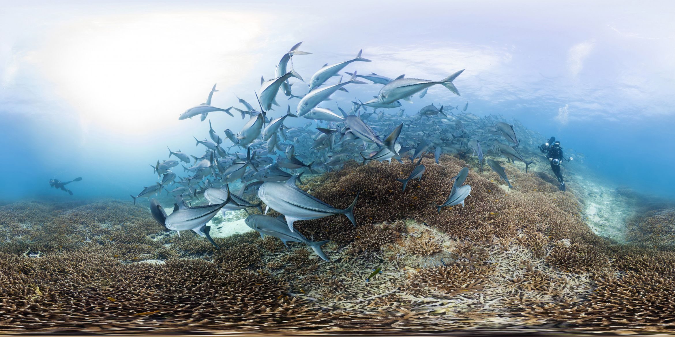The Kendeda Fund provided funding for the documentary “Chasing Coral,” produced by Exposure Labs, and directed by Jeff Orlowski. (Exposure Labs)
