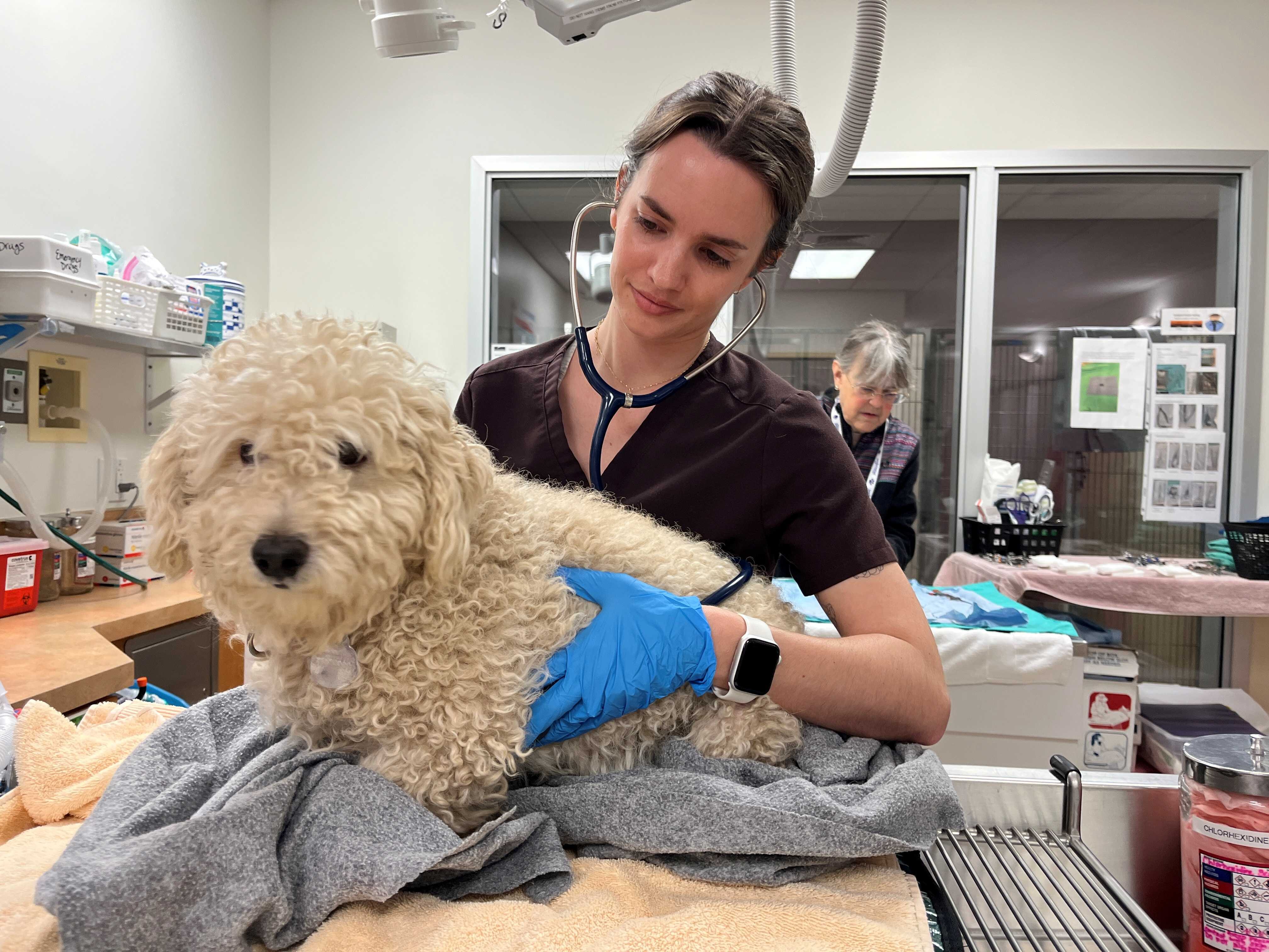 Joybound veterinarian Dr. Marissa Parkhurst examines a rescued dog.