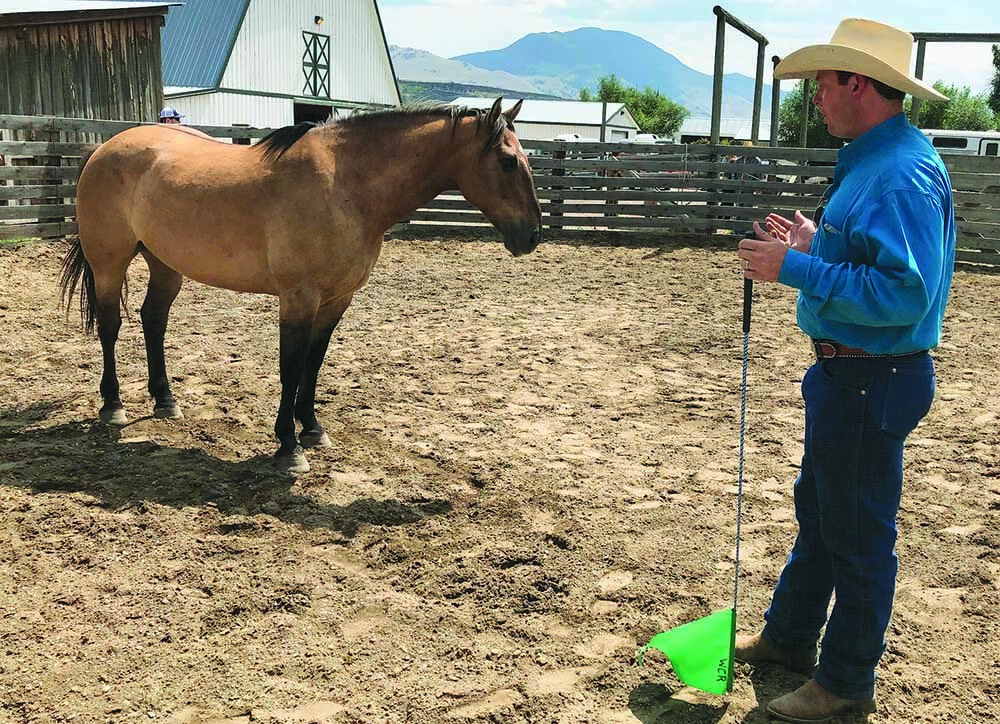 Whiskey, the horse, listens intently to wrangler Terence Eichhorn.