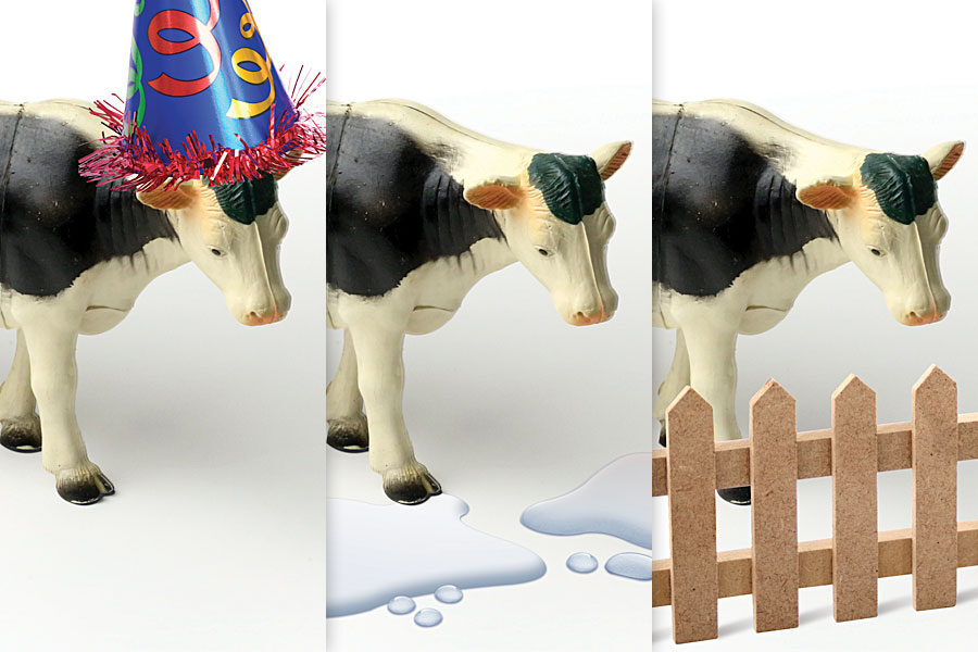 Cows Special Report