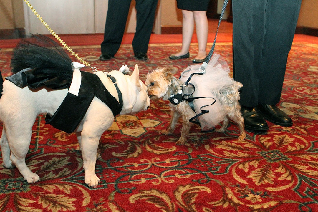 A Nonprofit New to Galas Finds Its Way—With Help From Man’s Best Friend
