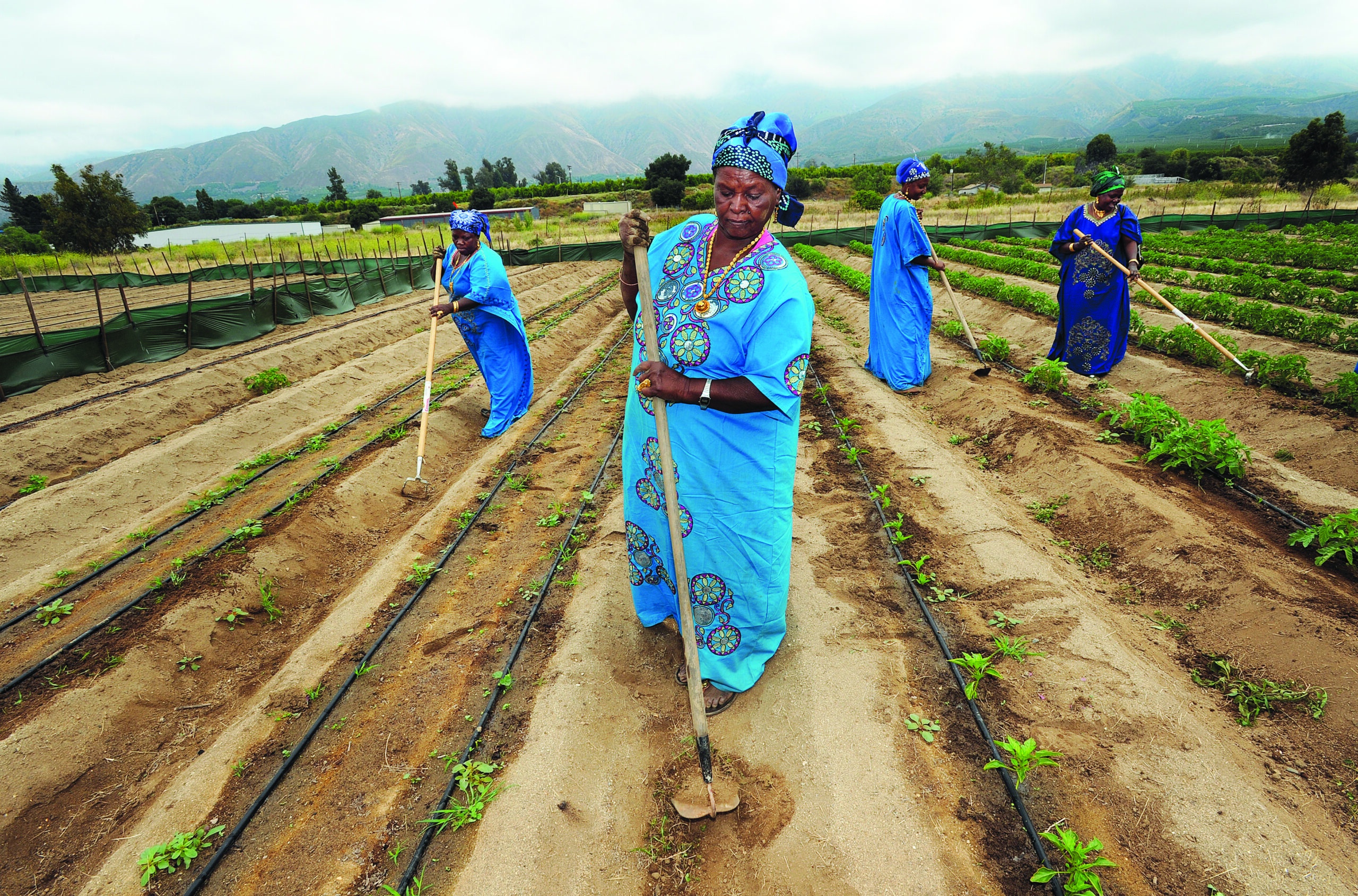 A Gardening Program Helps Refugees Learn  and Put Down Roots