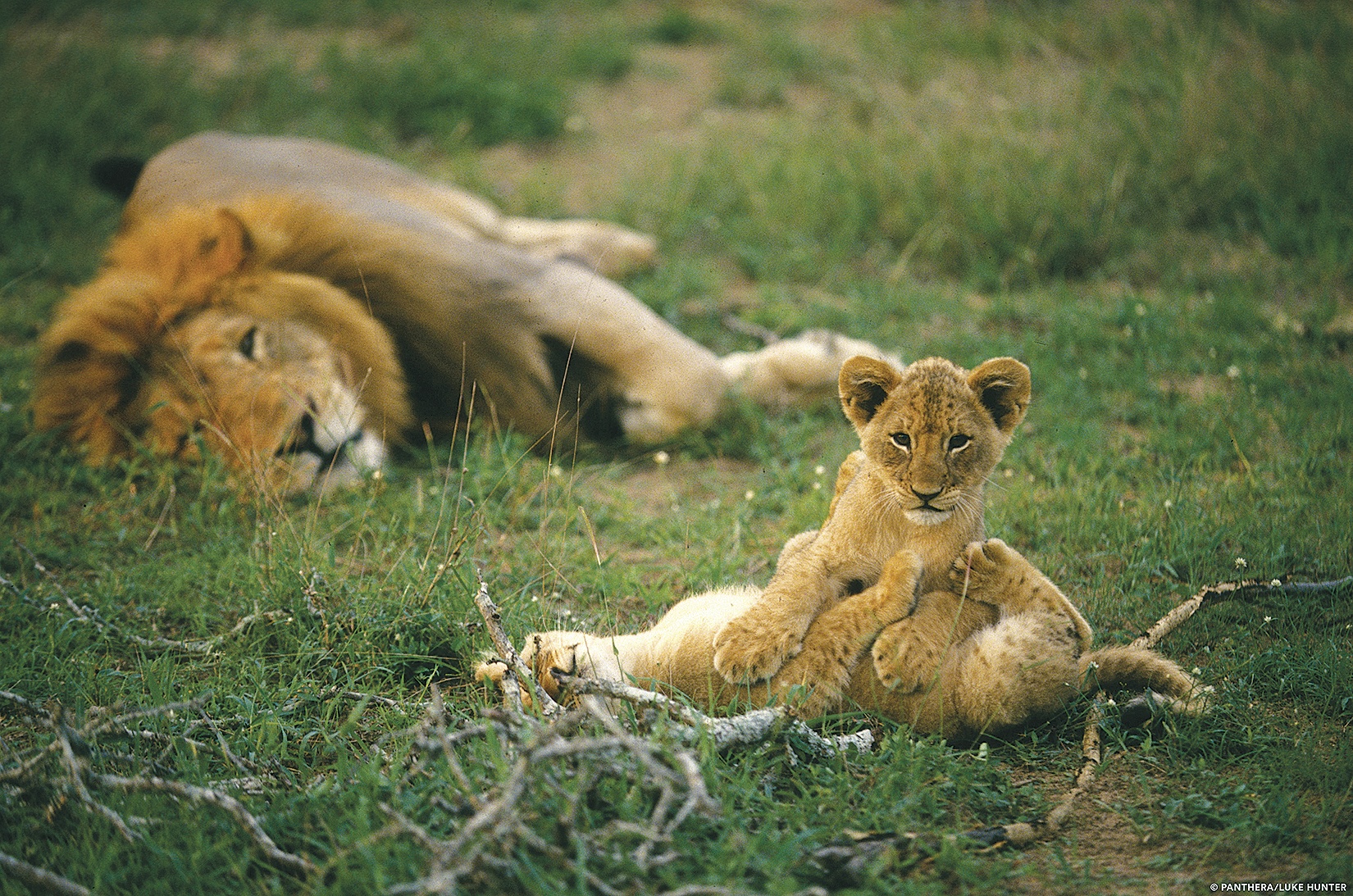 A Conservation Group Gives Gen X Donors the Data They Want